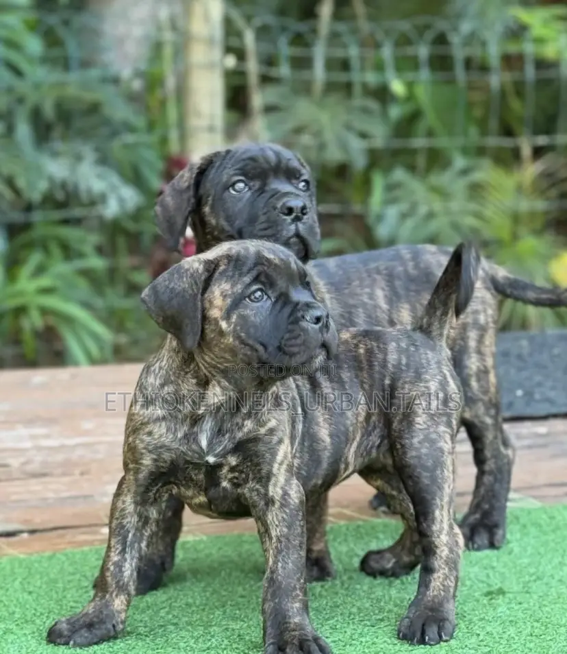1-3 months Male Purebred Mastiff