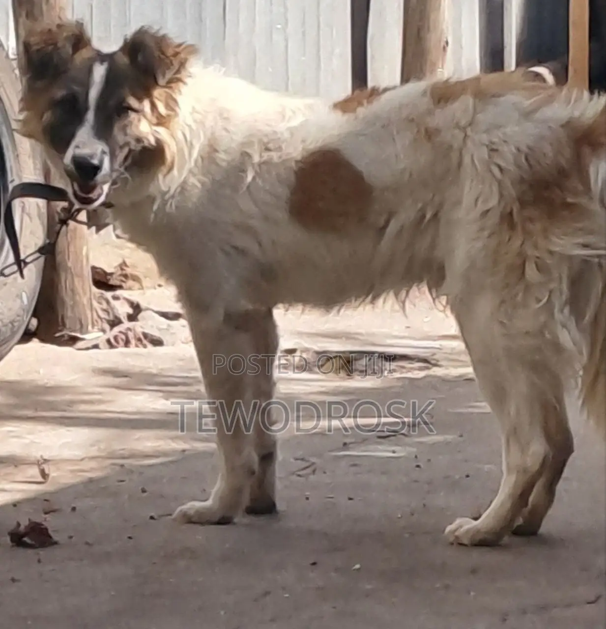 1+ year Male Mixed Breed Border Collie