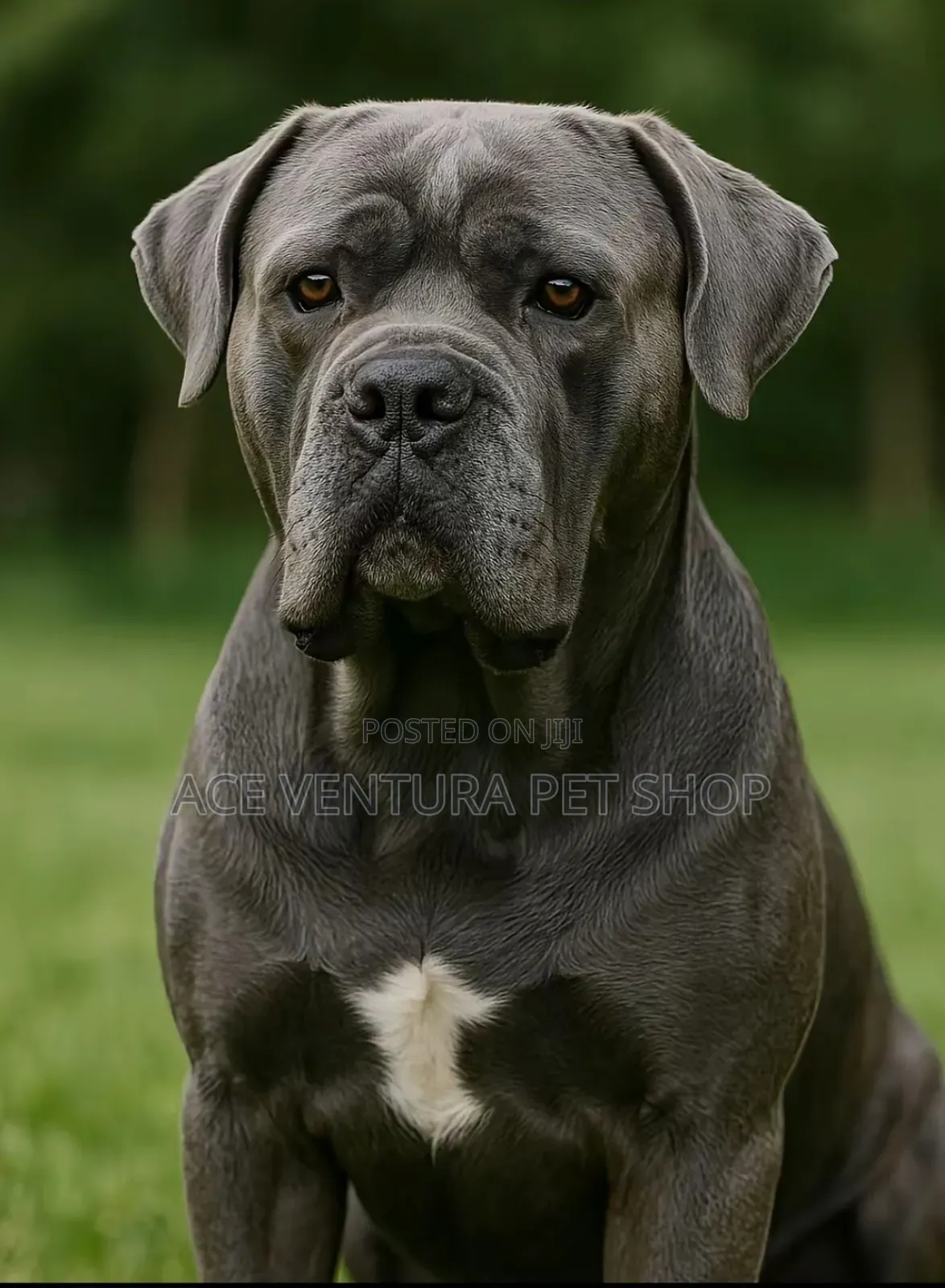 1-3 months Male Purebred Bullmastiff