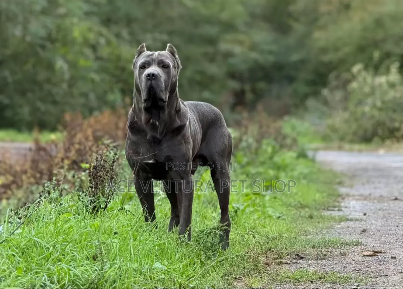 1-3 months Male Purebred Bullmastiff