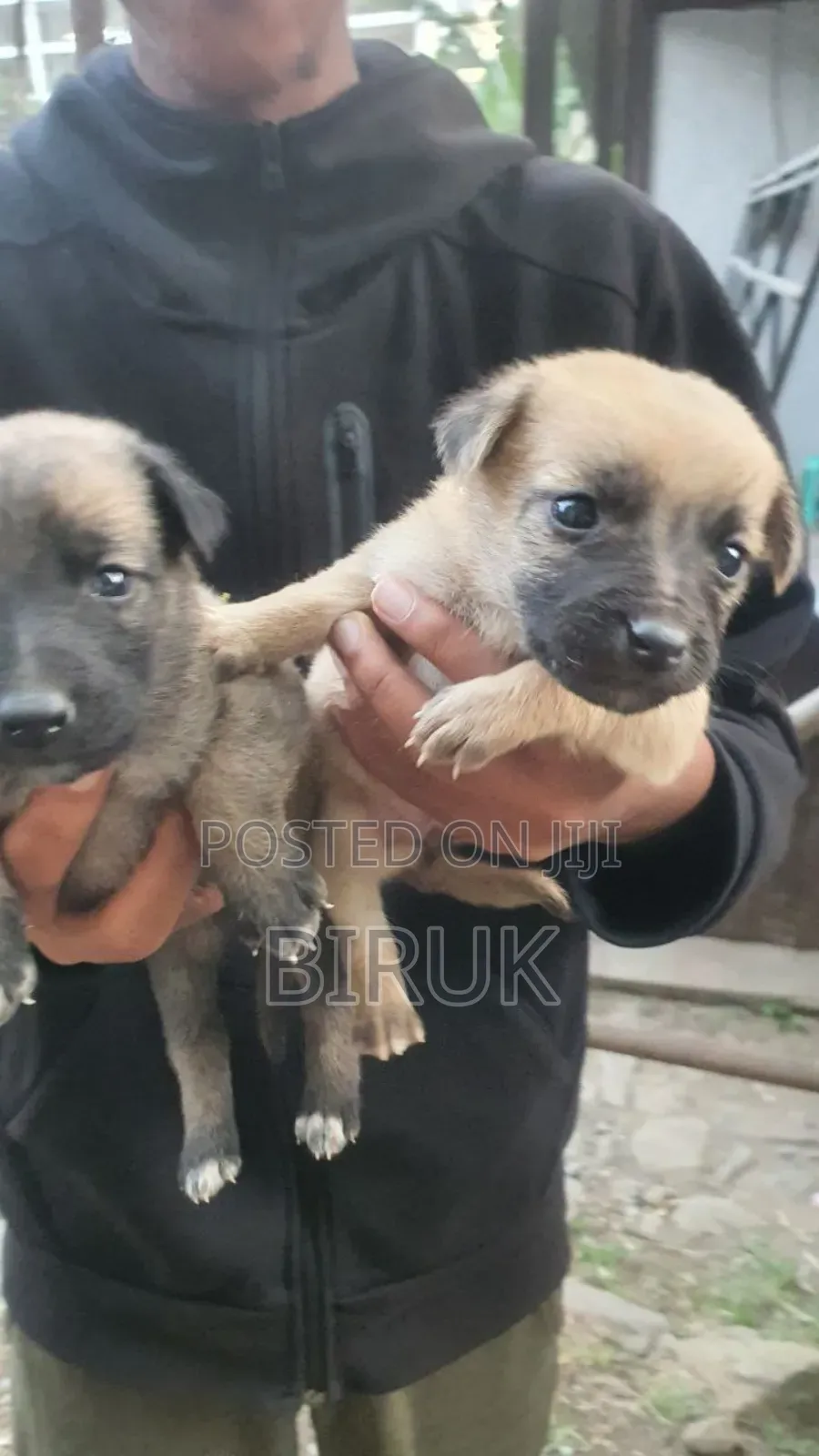 0-1 month Male Mixed Breed Belgian Malinois