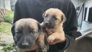 0-1 month Male Mixed Breed Belgian Malinois