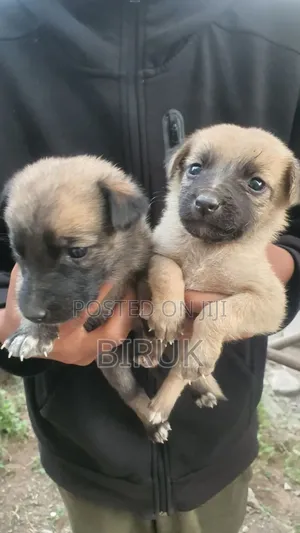 0-1 month Male Mixed Breed Belgian Malinois