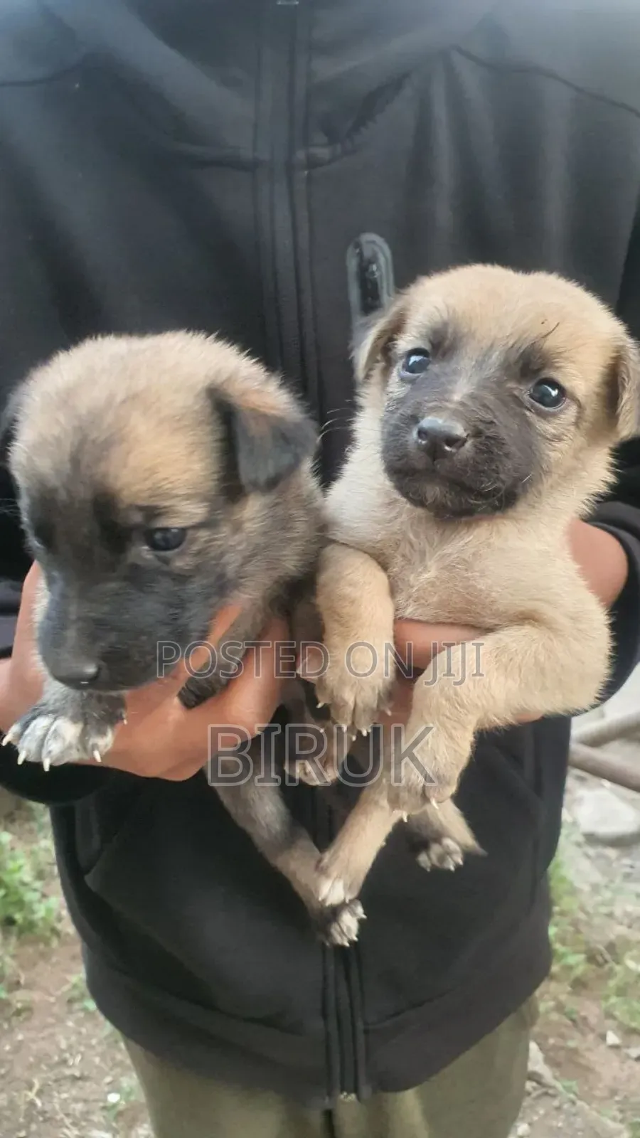 0-1 month Male Mixed Breed Belgian Malinois