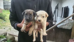 0-1 month Male Mixed Breed Belgian Malinois