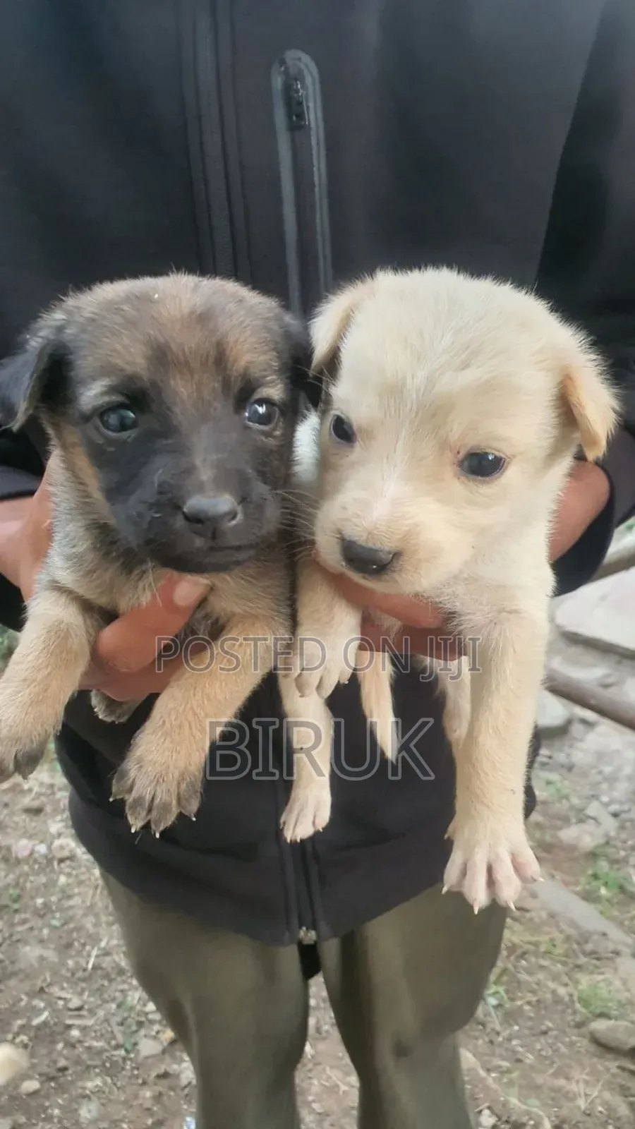 0-1 month Male Mixed Breed Belgian Malinois