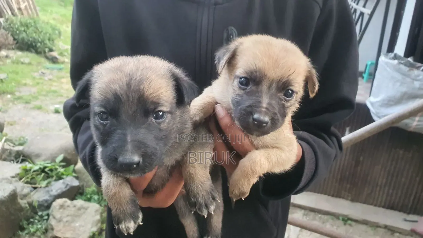 0-1 month Male Mixed Breed Belgian Malinois