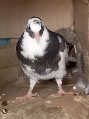 Photo - Pigeon for Sell