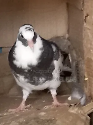 Pigeon for Sell