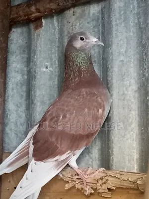 Pigeon for Sell