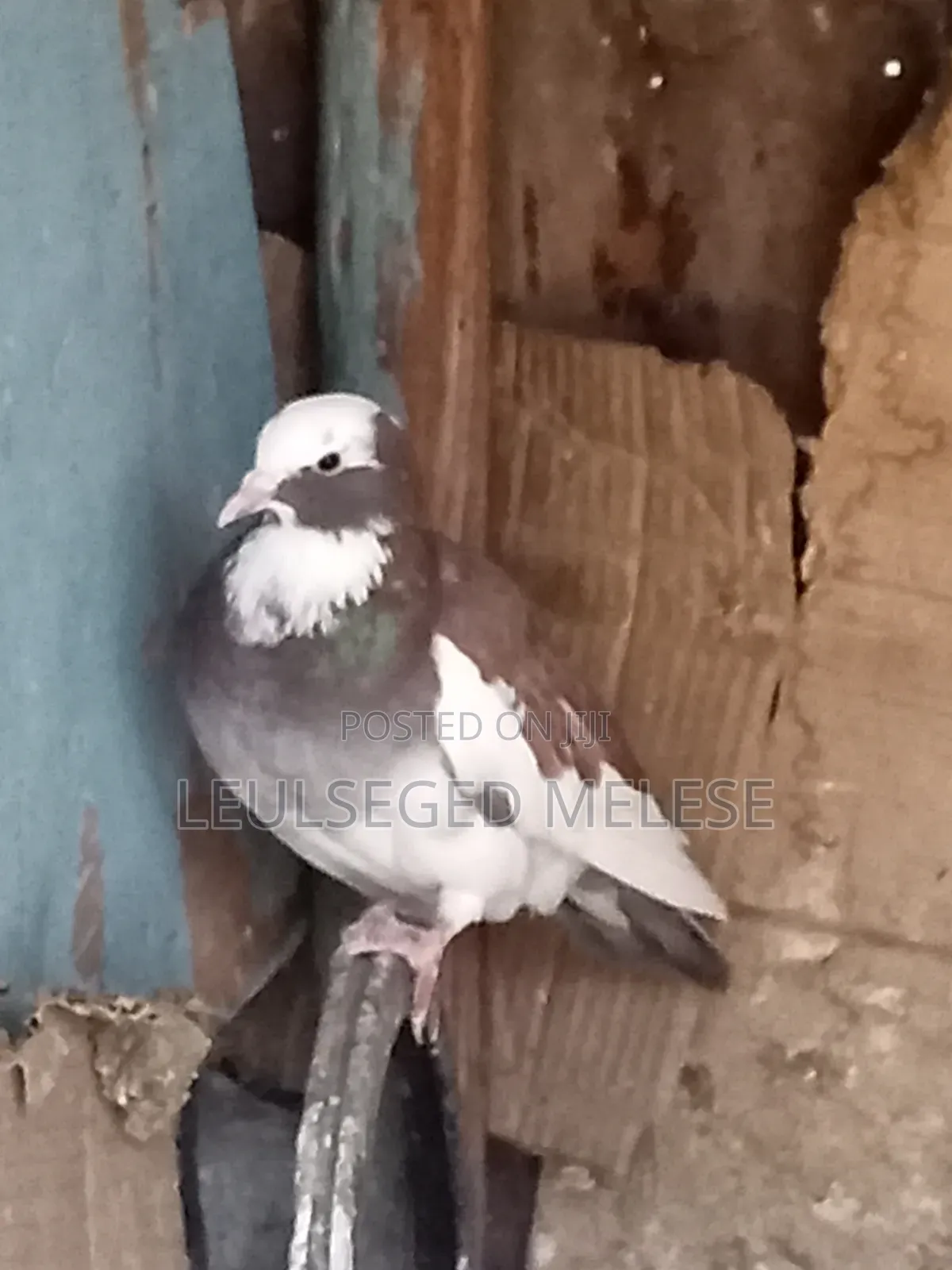 Pigeon for Sell
