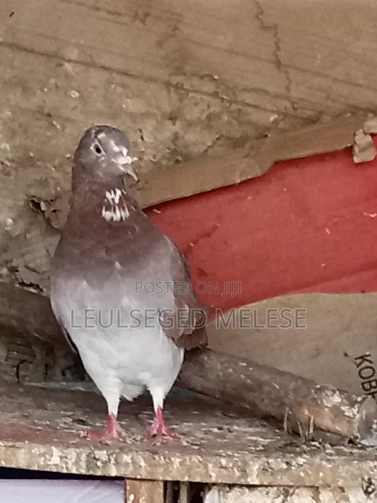 Pigeon for Sell