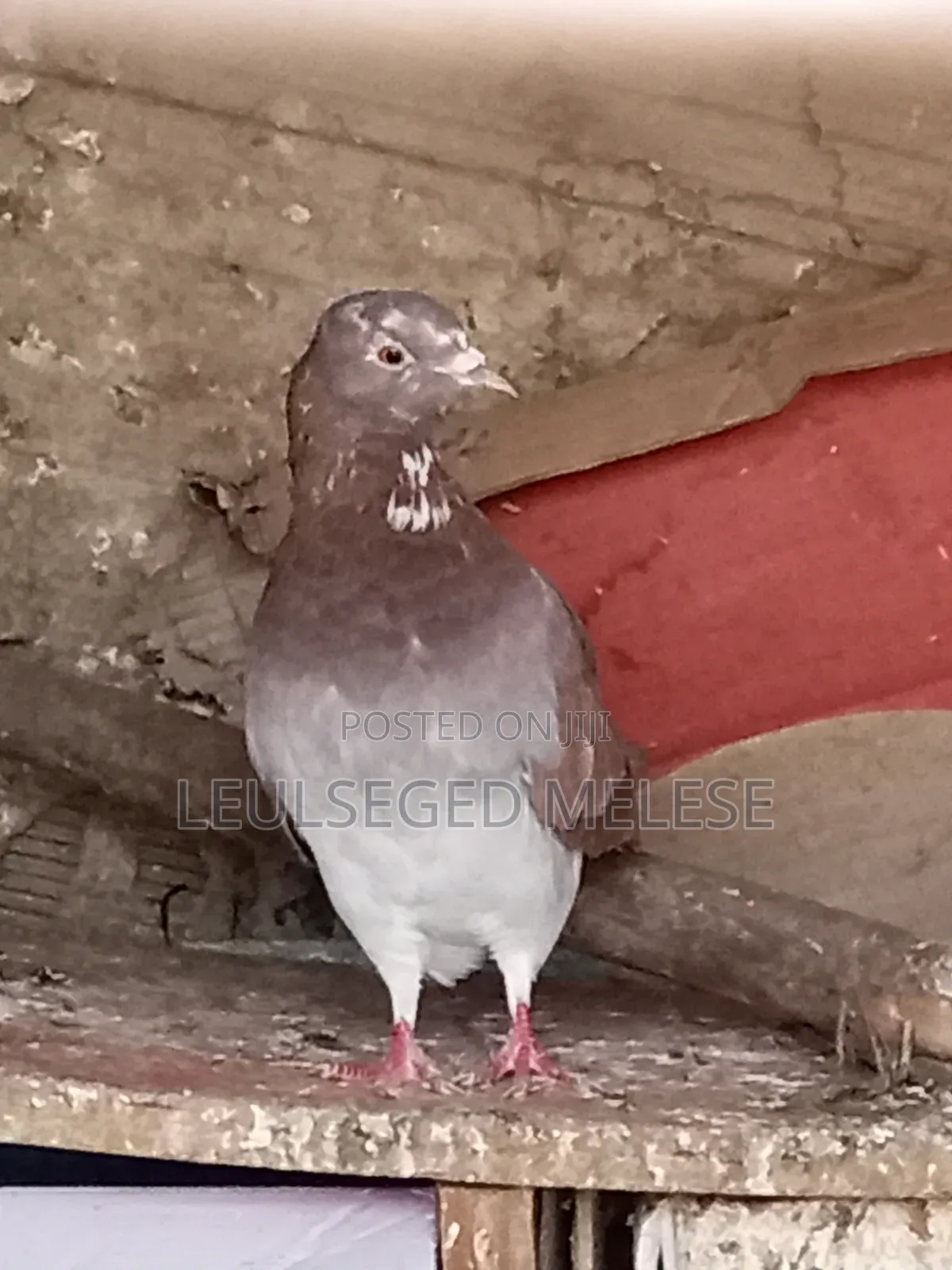 Pigeon for Sell