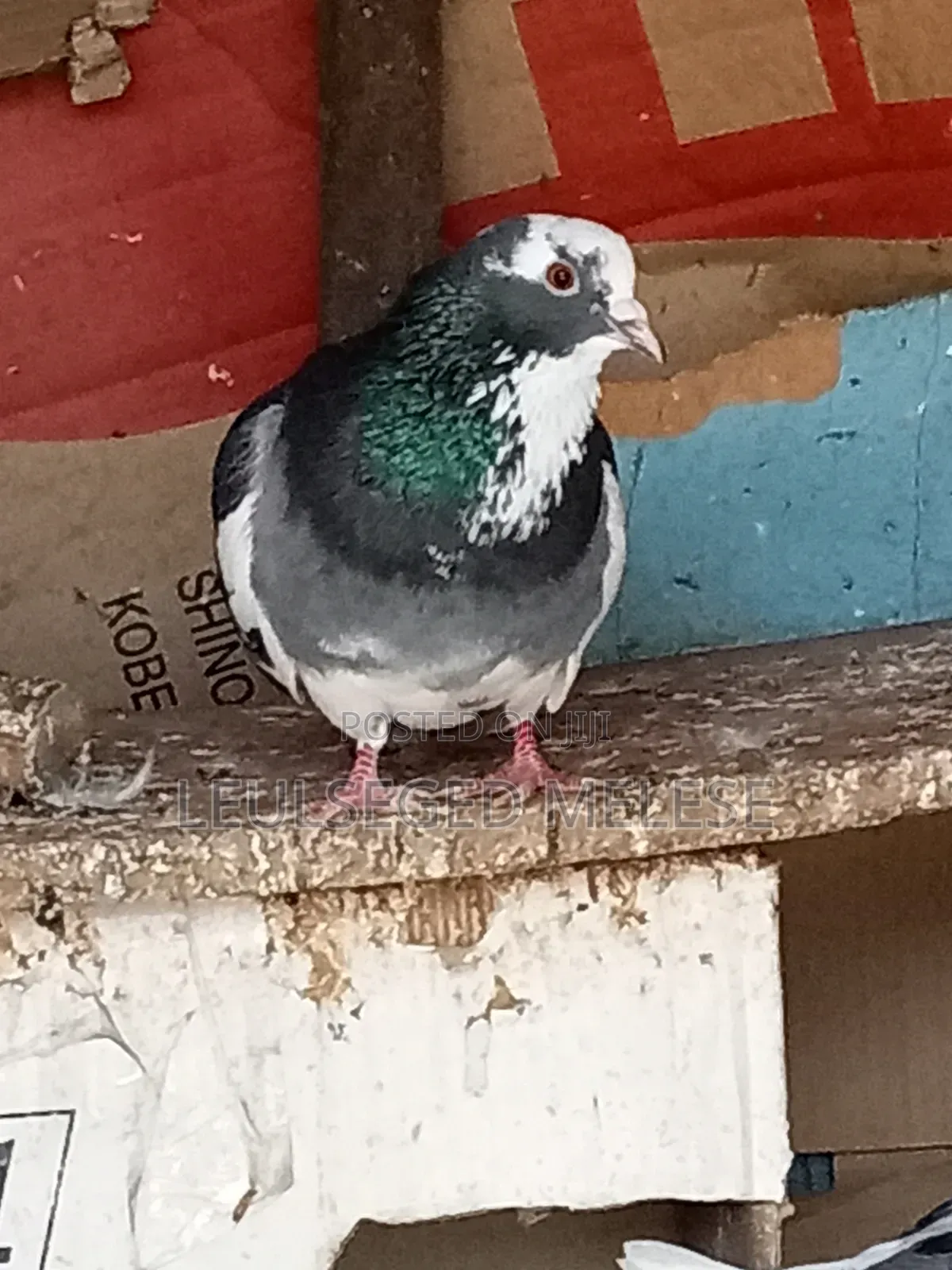 Pigeon for Sell