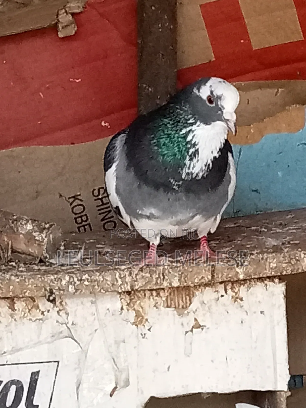 Pigeon for Sell