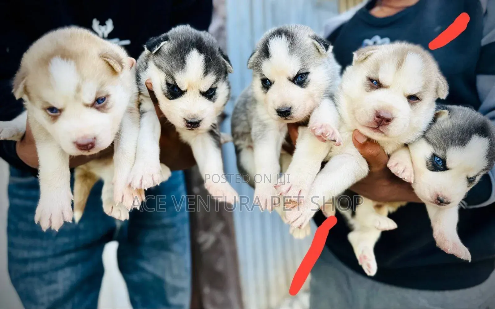 1-3 months Male Purebred Siberian Husky