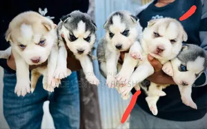 Photo - 1-3 months Male Purebred Siberian Husky