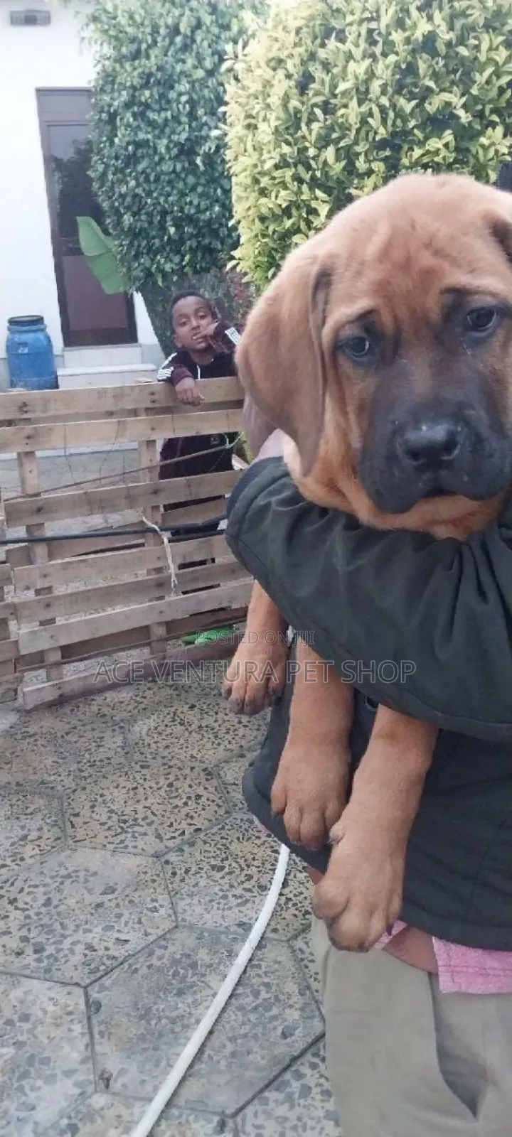 1-3 months Male Purebred Bullmastiff