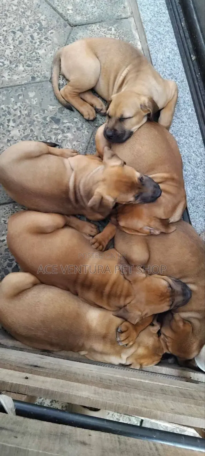 1-3 months Male Purebred Bullmastiff