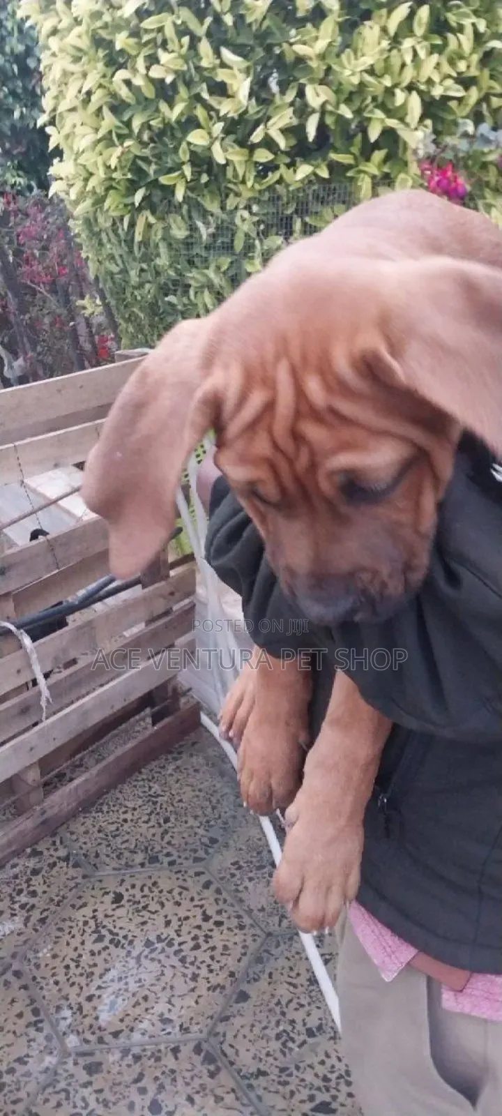 1-3 months Male Purebred Bullmastiff