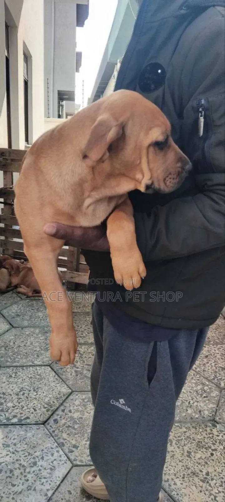 1-3 months Male Purebred Bullmastiff