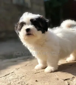 Photo - 1-3 months Male Purebred Maltese