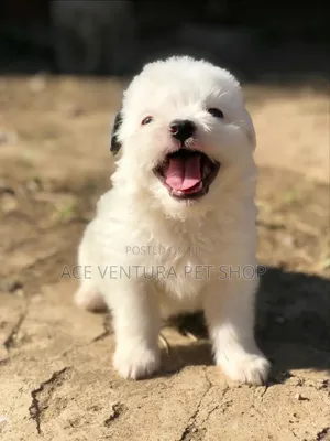 Photo - 1-3 months Male Purebred Maltese
