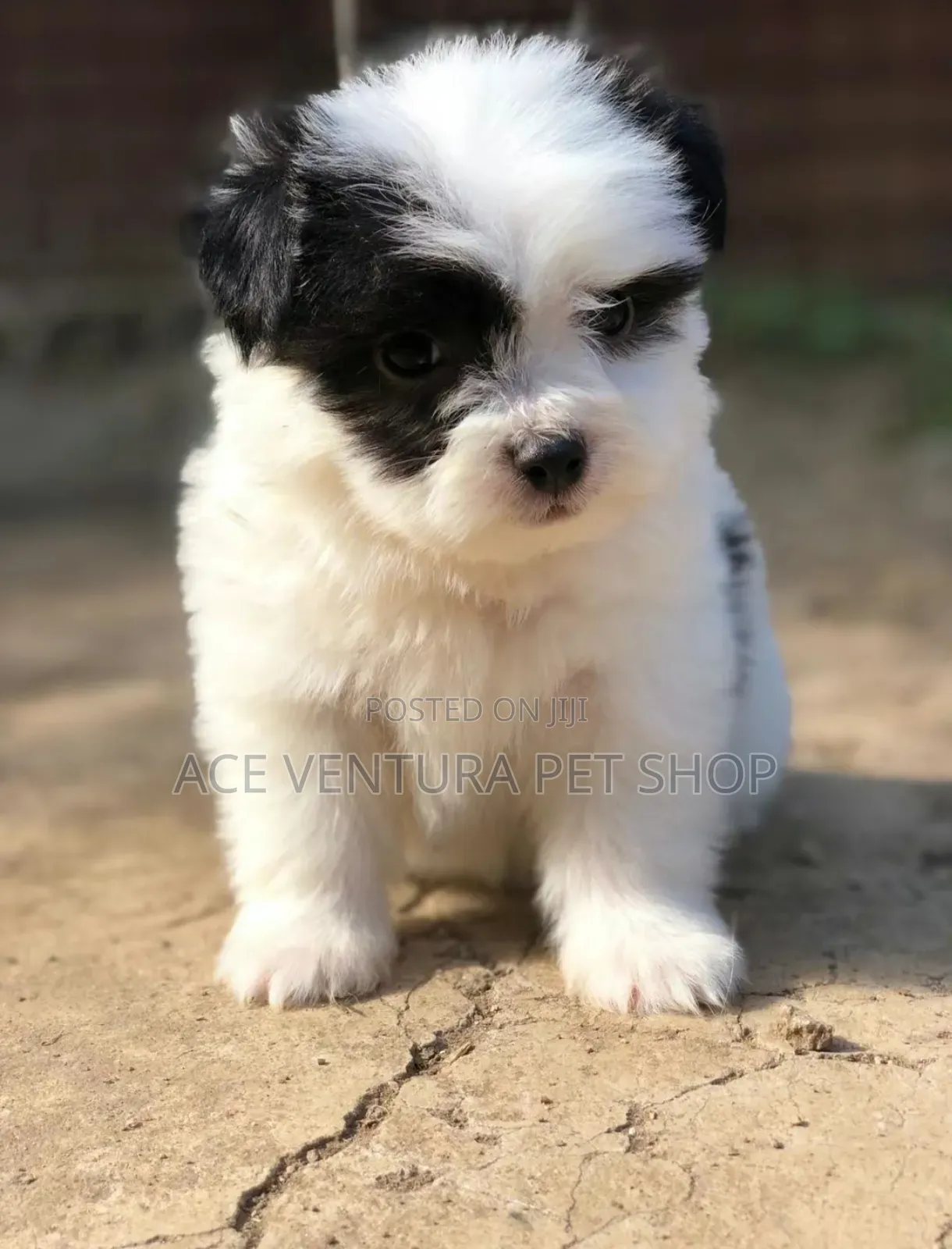 1-3 months Male Purebred Maltese