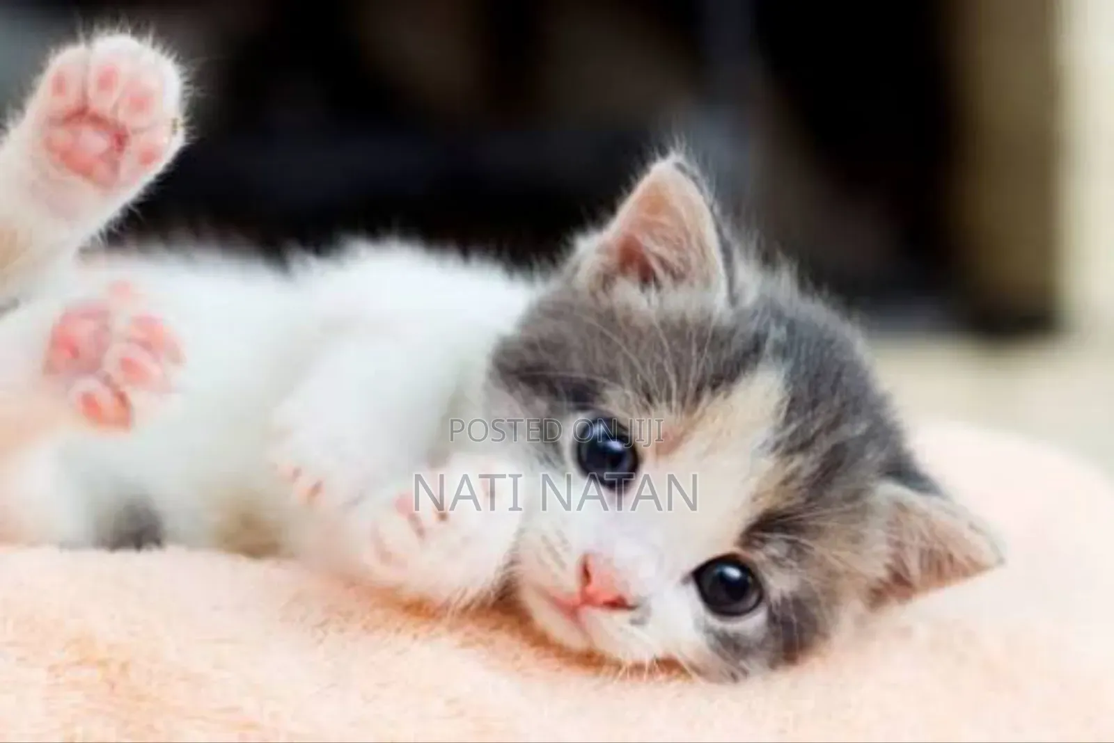 0-1 month Female Purebred Cymric