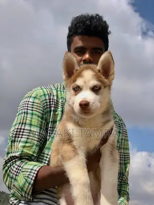 1-3 months Male Purebred Siberian Husky