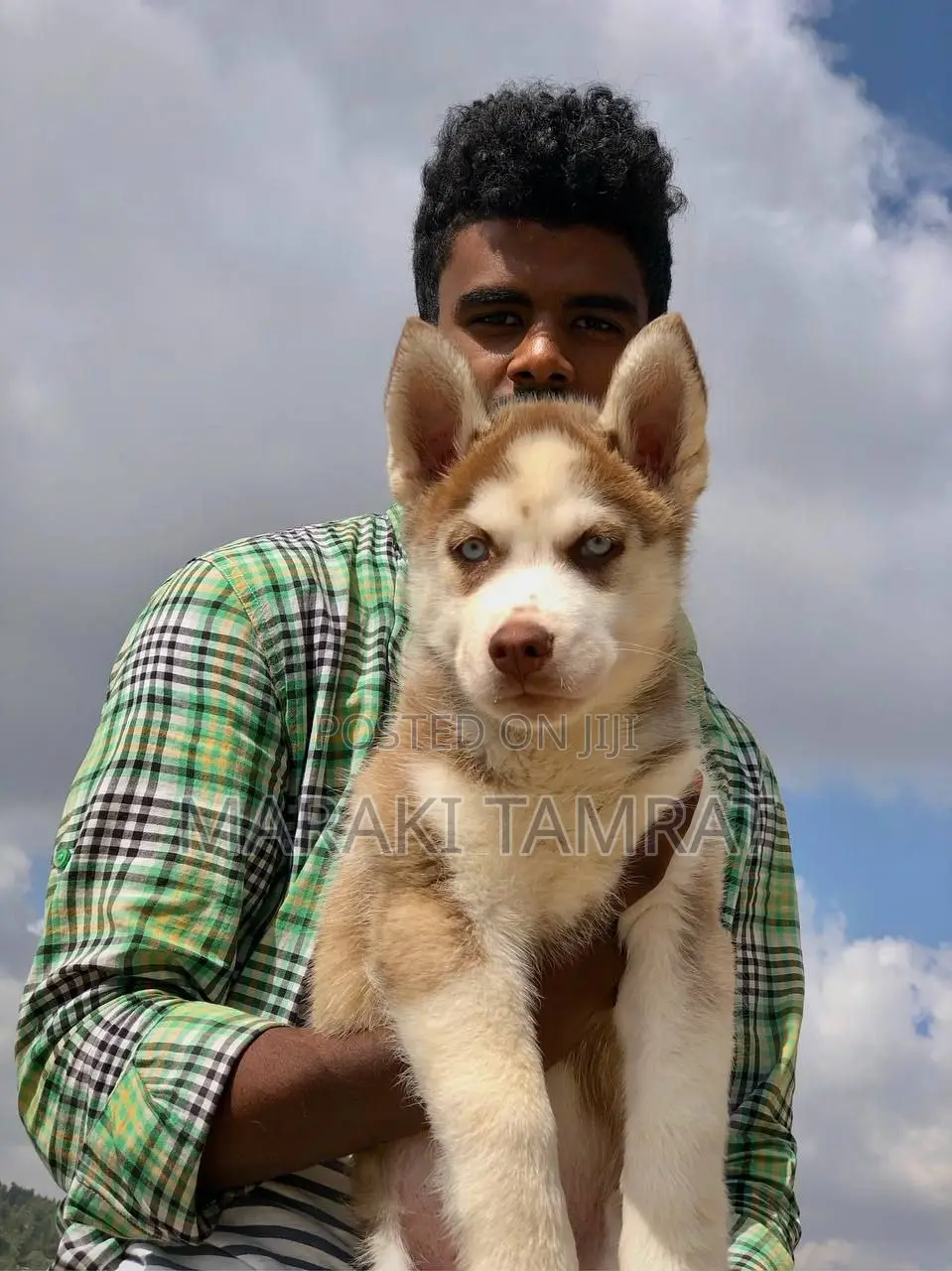1-3 months Male Purebred Siberian Husky