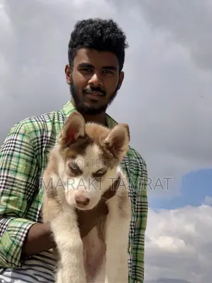 Photo - 1-3 months Male Purebred Siberian Husky