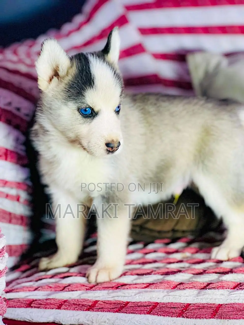 1-3 months Male Purebred Siberian Husky