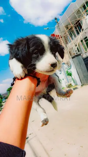 Photo - 1-3 months Female Mixed Breed Australian Shepherd