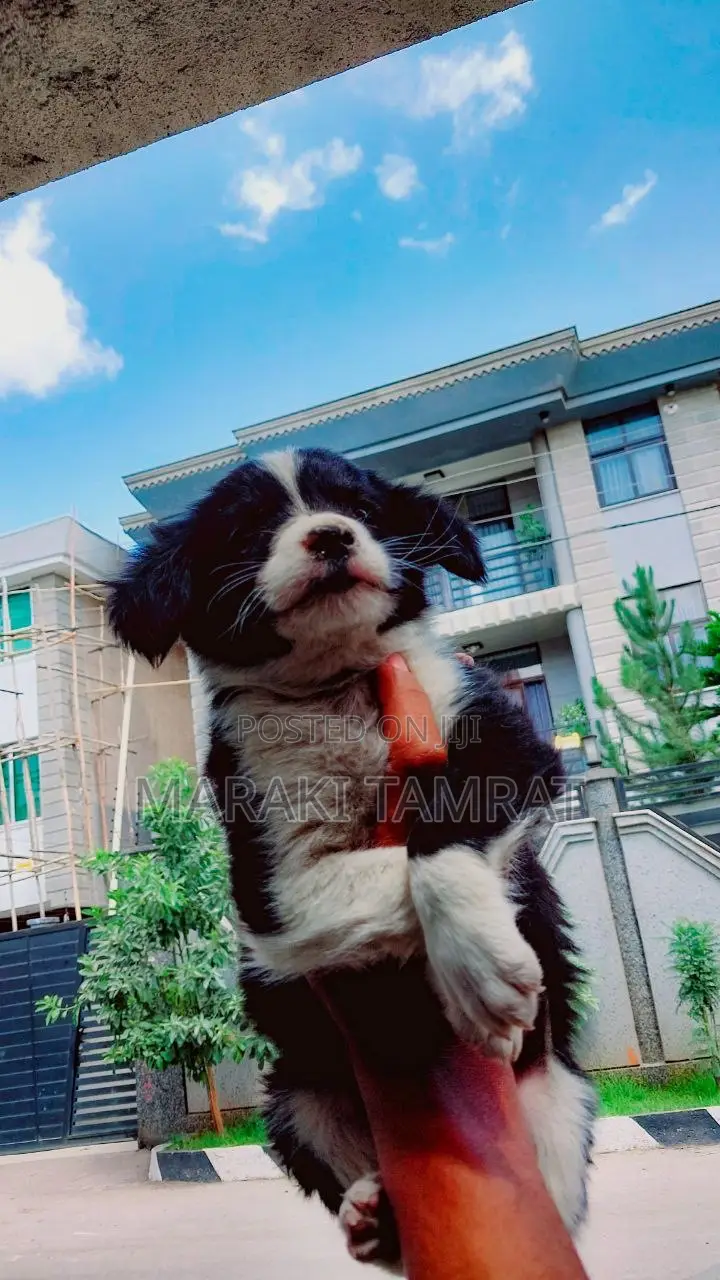 1-3 months Female Mixed Breed Australian Shepherd