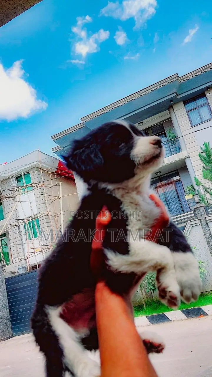 1-3 months Female Mixed Breed Australian Shepherd