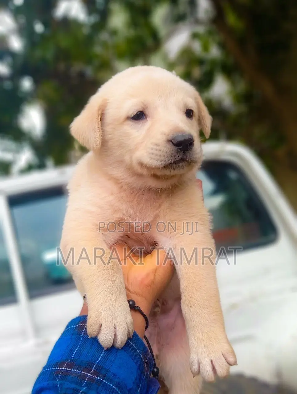 1-3 months Male Mixed Breed Labrador Retriever