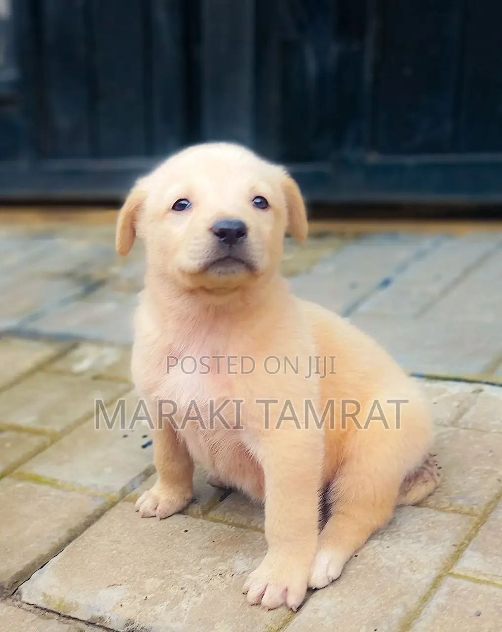 1-3 months Male Mixed Breed Labrador Retriever
