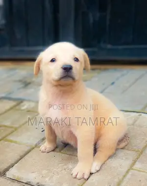 Photo - 1-3 months Male Mixed Breed Labrador Retriever
