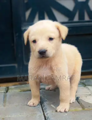 Photo - 1-3 months Male Mixed Breed Labrador Retriever