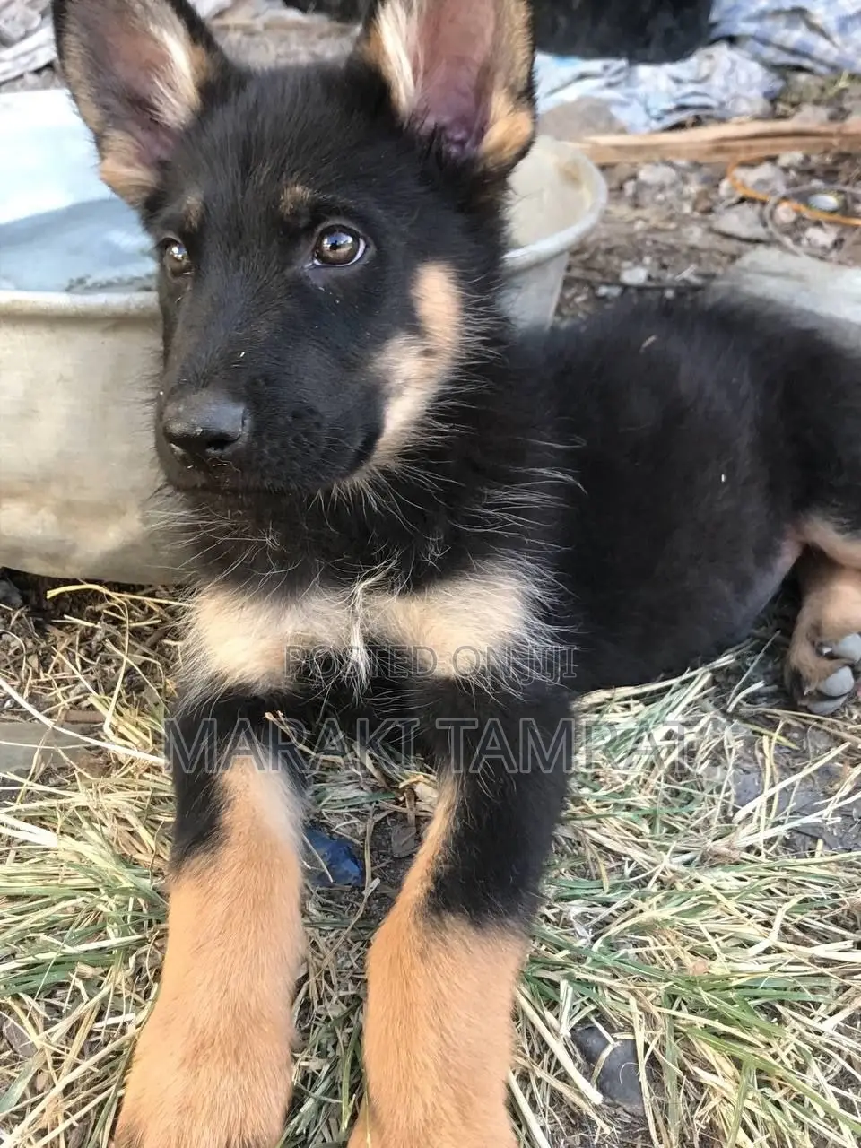 1-3 months Male Purebred German Shepherd