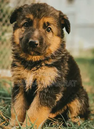 Photo - 1-3 months Male Purebred German Shepherd