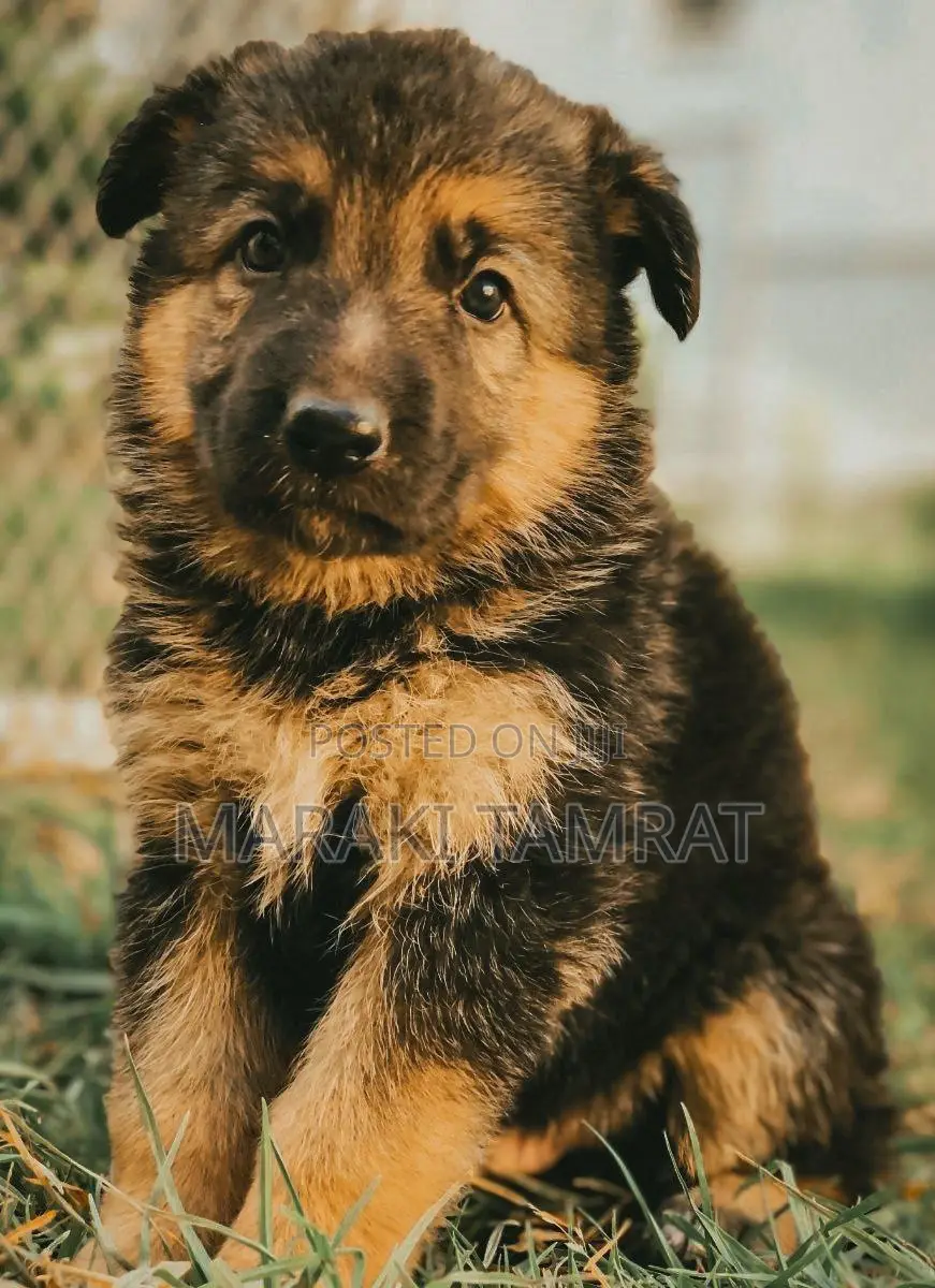 1-3 months Male Purebred German Shepherd