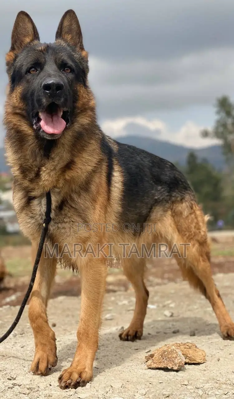 1-3 months Male Purebred German Shepherd