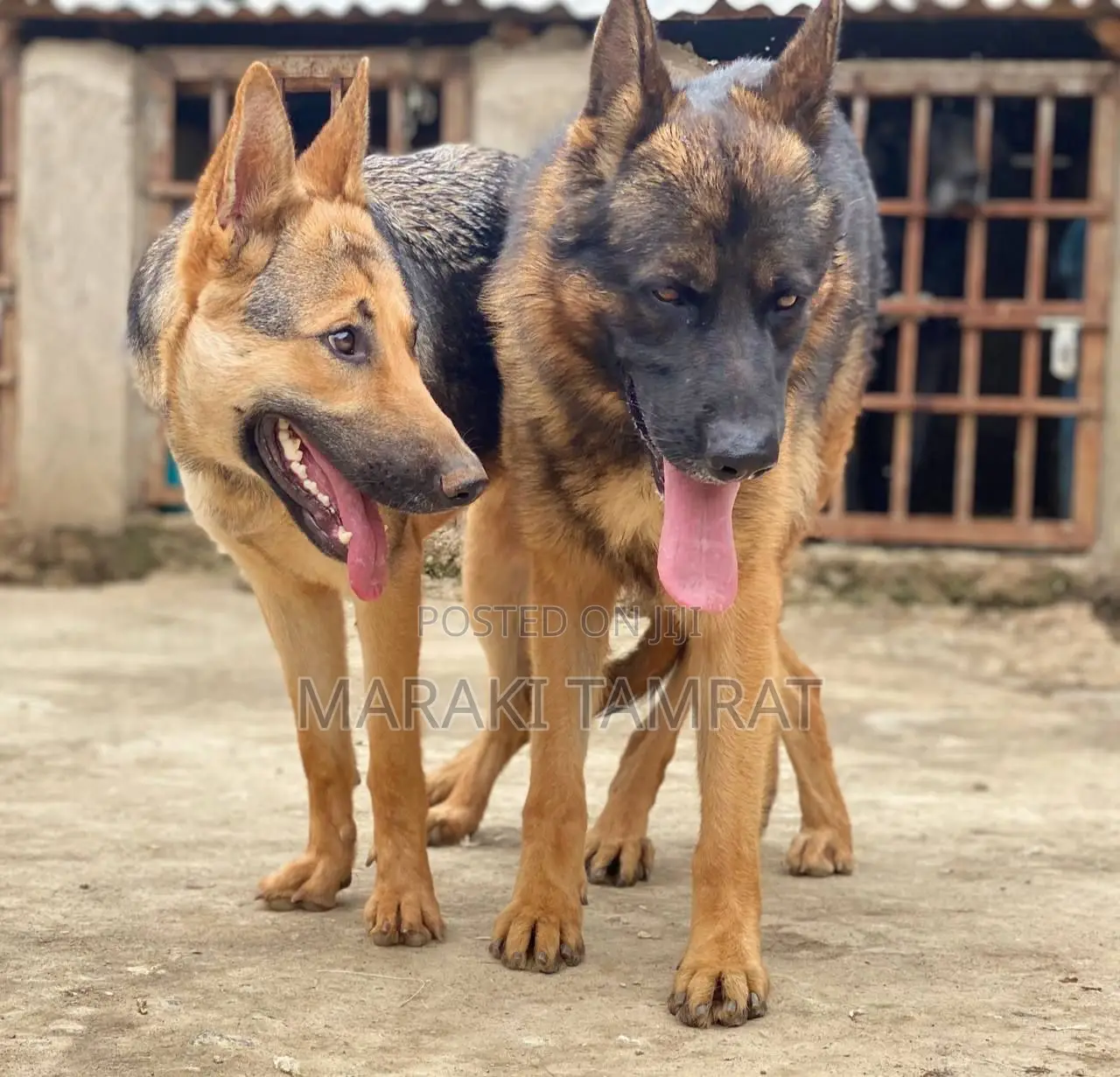 1-3 months Male Purebred German Shepherd