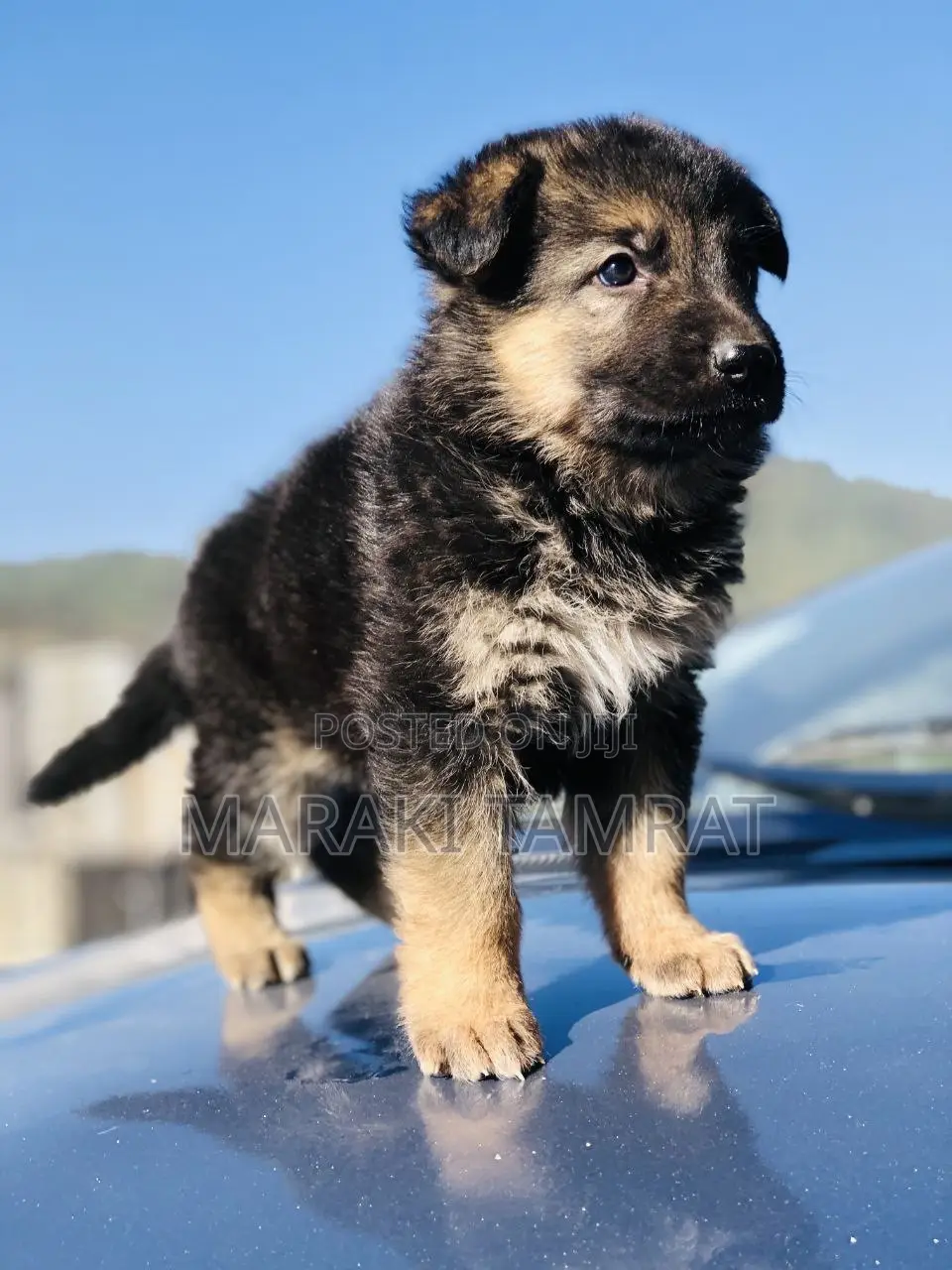 1-3 months Male Purebred German Shepherd