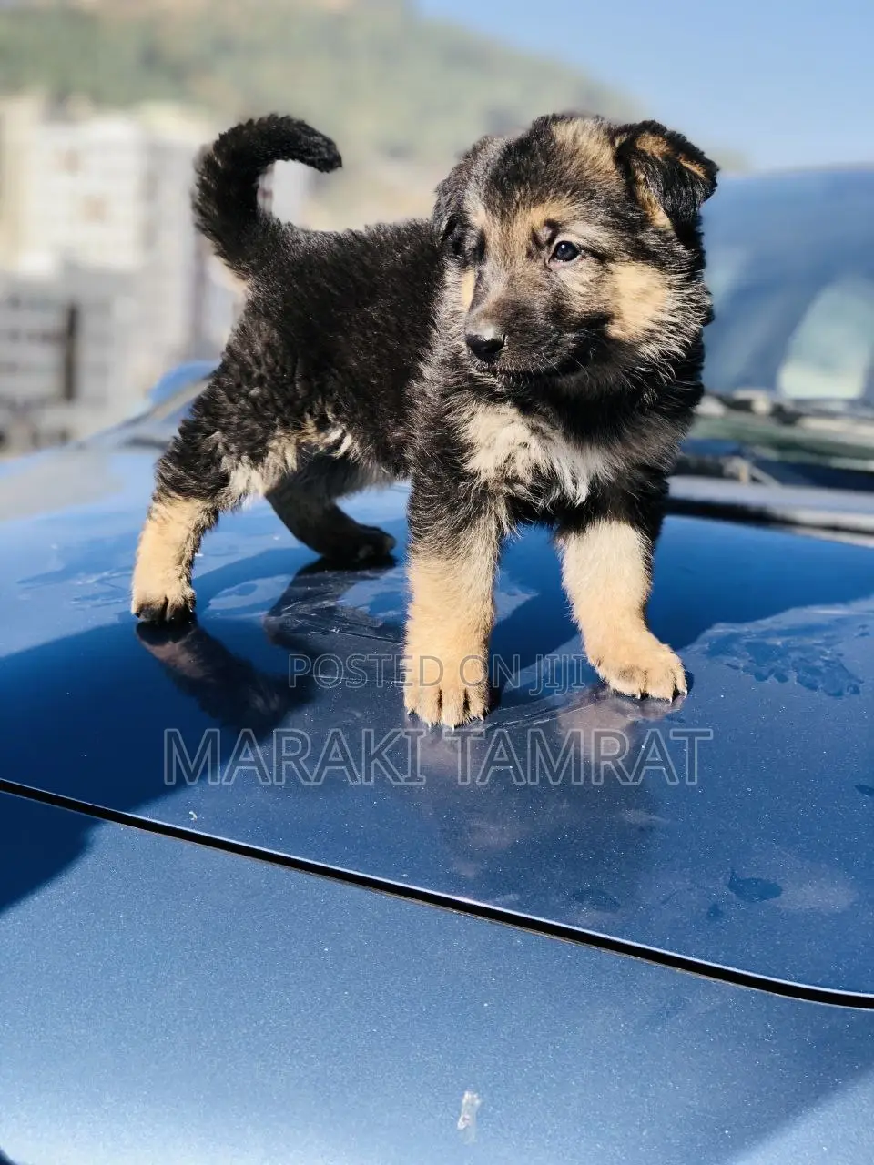 1-3 months Male Purebred German Shepherd