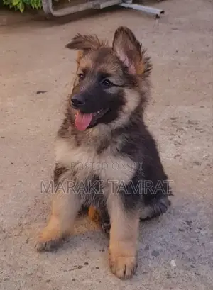 Photo - 1-3 months Male Purebred German Shepherd