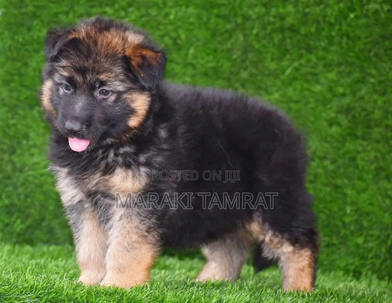 1-3 months Male Purebred German Shepherd