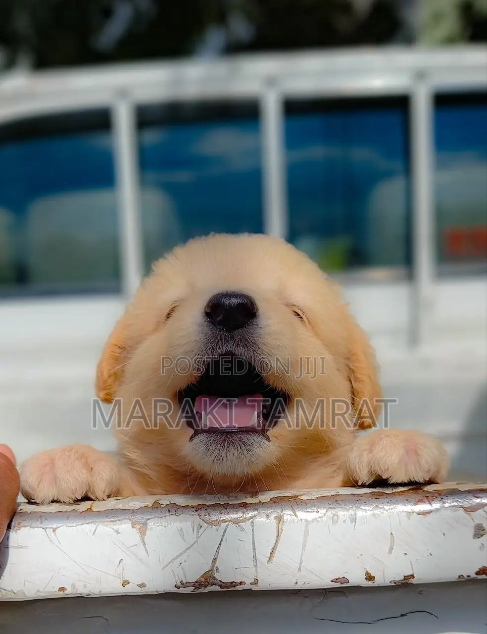 1-3 months Male Mixed Breed Golden Retriever